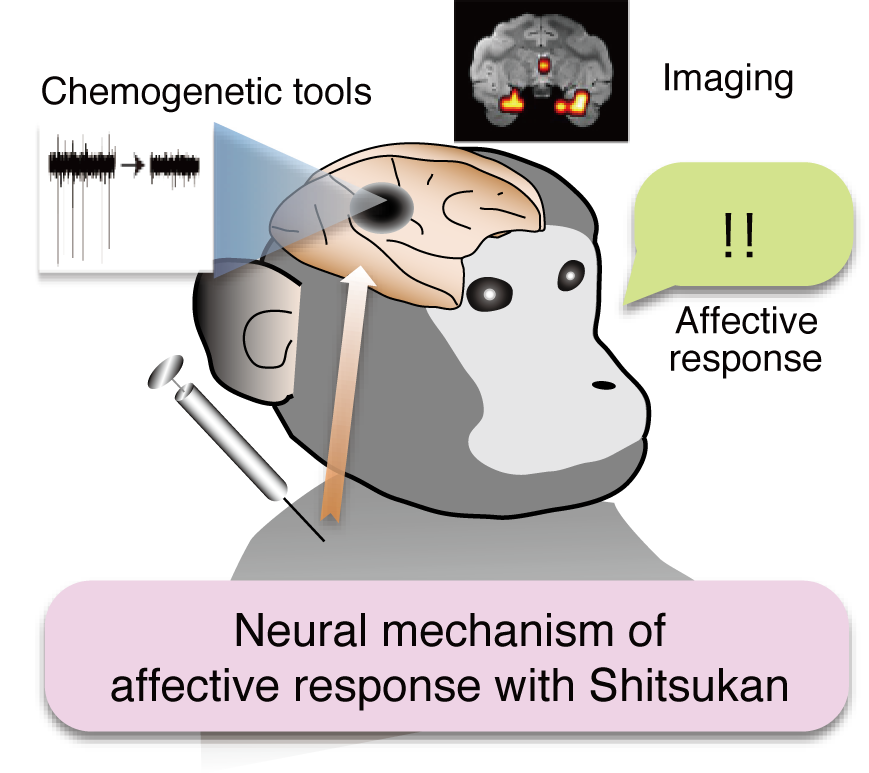 Neural mechanism of attective response with Shitsukan.