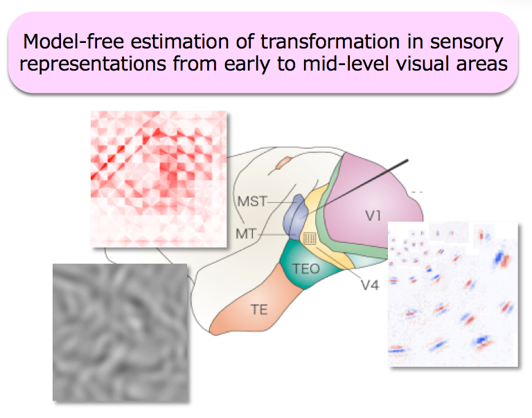 Model-free estimation of transformation in sensory representations from early to mid-level visual areas.